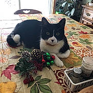 Dazzle is registered to the contest to win money with this photo: animal, autumn_leaves, cat, chair, furniture, greenery, holiday_decorations, indoor, jingle_bells, pepper_shaker, pet, pinecone, plant, red_berries, relaxed, salt_shaker, table, tablecloth, tuxedo_cat, window