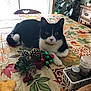 animal, autumn_leaves, cat, chair, furniture, greenery, holiday_decorations, indoor, jingle_bells, pepper_shaker, pet, pinecone, plant, red_berries, relaxed, salt_shaker, table, tablecloth, tuxedo_cat, window