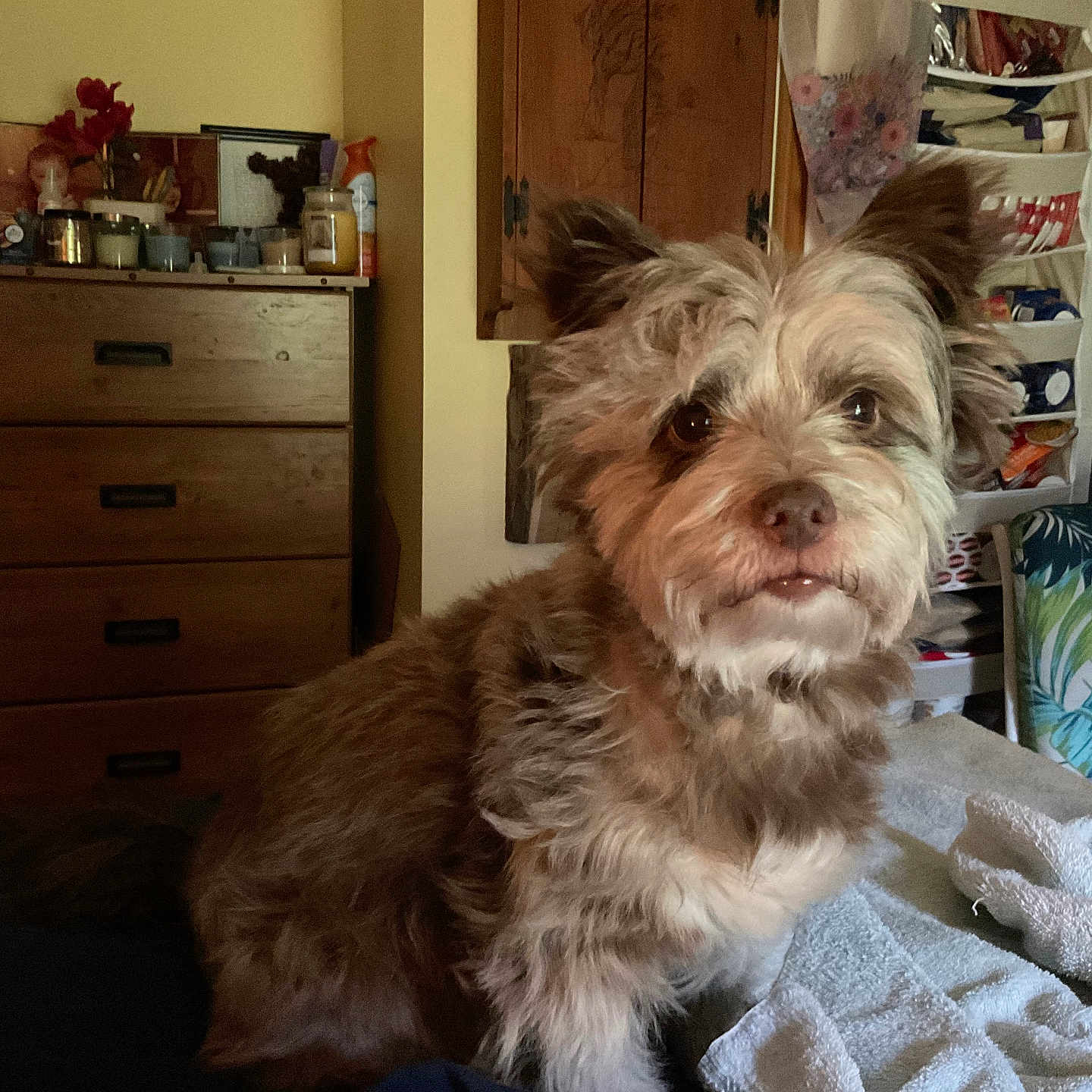 Gabbysue Witzke joined the competition — help win amazing prizes! bed, brown, chair, cozy, curious, decor, dog, dresser, ears, eyes, fluffy, furniture, home, indoor, pet, room, scruffy, sitting, towel, white