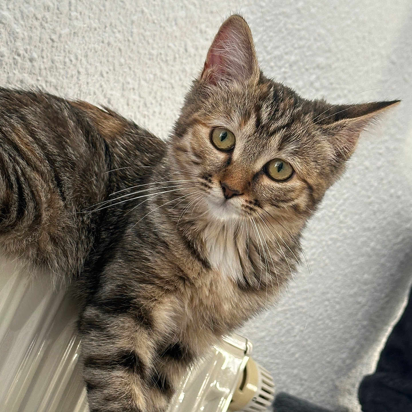 Zena