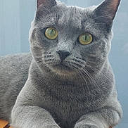 Chamallow participe au concours pour gagner de l'argent avec cette photo : cat, gray_cat, yellow_eyes, resting, close-up, paw, wooden_surface, pet, feline, animal, indoor, portrait, cute, whiskers, fur, ears, relaxed, looking, mammal, domestic