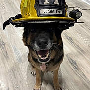 Faith is registered to the contest to win money with this photo: animal, black_and_brown, camera_facing, collar, dog, fire_department, firefighter, firefighter_helmet, happy, helmet, indoors, name_tag, number_11, open_mouth, pet, portrait, smiling, standing, toy, wood_floor