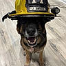 animal, black_and_brown, camera_facing, collar, dog, fire_department, firefighter, firefighter_helmet, happy, helmet, indoors, name_tag, number_11, open_mouth, pet, portrait, smiling, standing, toy, wood_floor