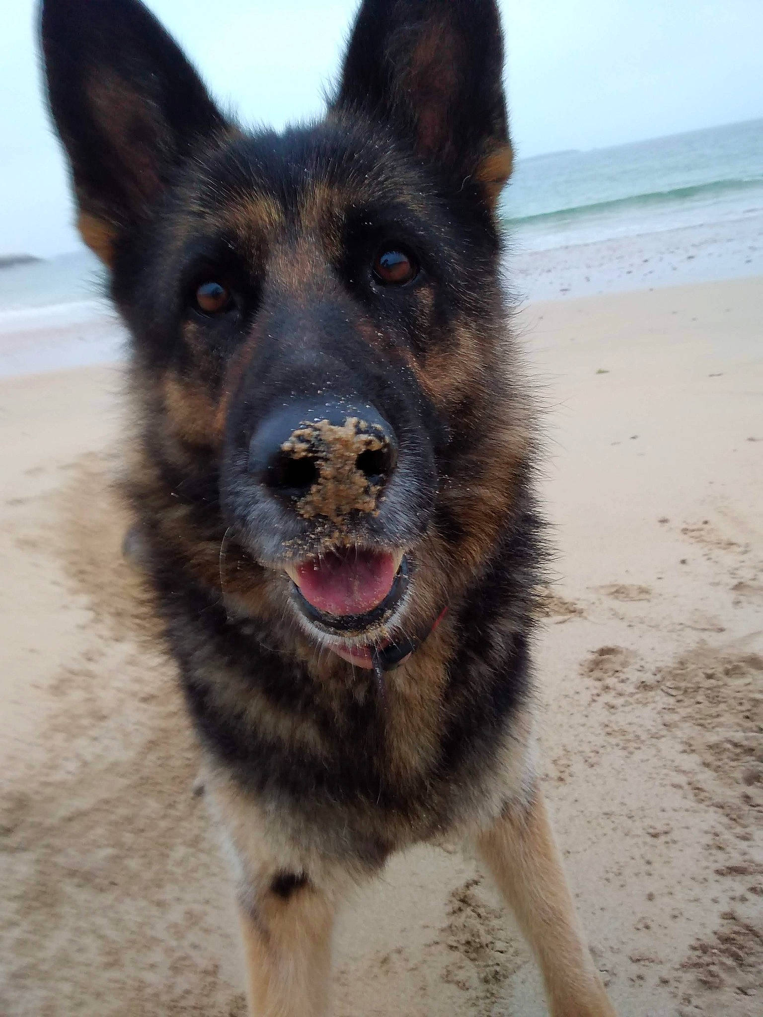 Gaia a rejoint le concours — aidez-le/la à gagner de superbes lots ! beach, carnivore, dog, dog_breed, foot, german_shepherd_dog, guard_dog, herding_dog, king_shepherd, old_german_shepherd_dog, sky, snout, sporting_group, water, working_animal, working_dog