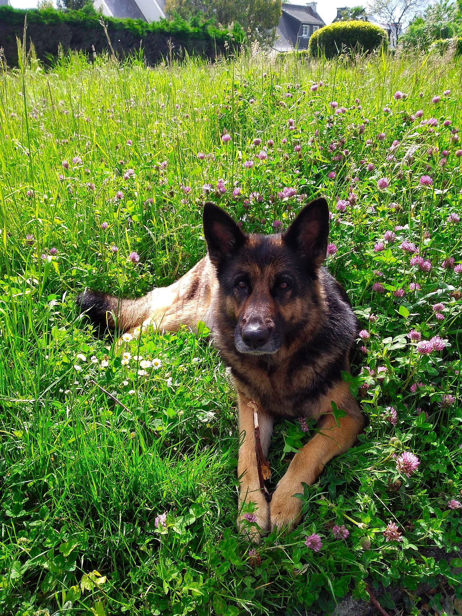 Gaia participe au concours pour gagner de l'argent avec cette photo : canidae, carnivore, companion_dog, dog, dog_breed, fawn, flower, german_shepherd_dog, grass, grassland, groundcover, herding_dog, lawn, meadow, people_in_nature, plant, shrub, sporting_group, tree, working_animal
