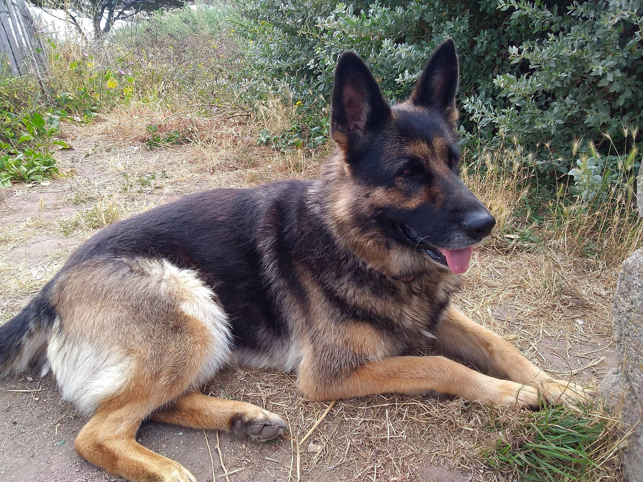 Gaia participe au concours pour gagner de l'argent avec cette photo : canidae, canis, carnivore, dog, dog_breed, east_european_shepherd, fawn, german_shepherd_dog, guard_dog, herding_dog, king_shepherd, old_german_shepherd_dog, plant, sporting_group, terrestrial_animal, working_animal, working_dog