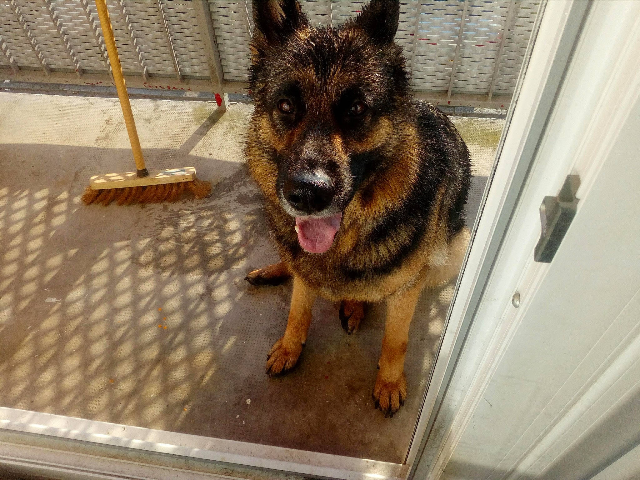 Gaia participe au concours pour gagner de l'argent avec cette photo : canis, carnivore, dog, dog_breed, east_european_shepherd, fur, german_shepherd_dog, guard_dog, herding_dog, king_shepherd, old_german_shepherd_dog, sporting_group, terrestrial_animal, whiskers, working_dog