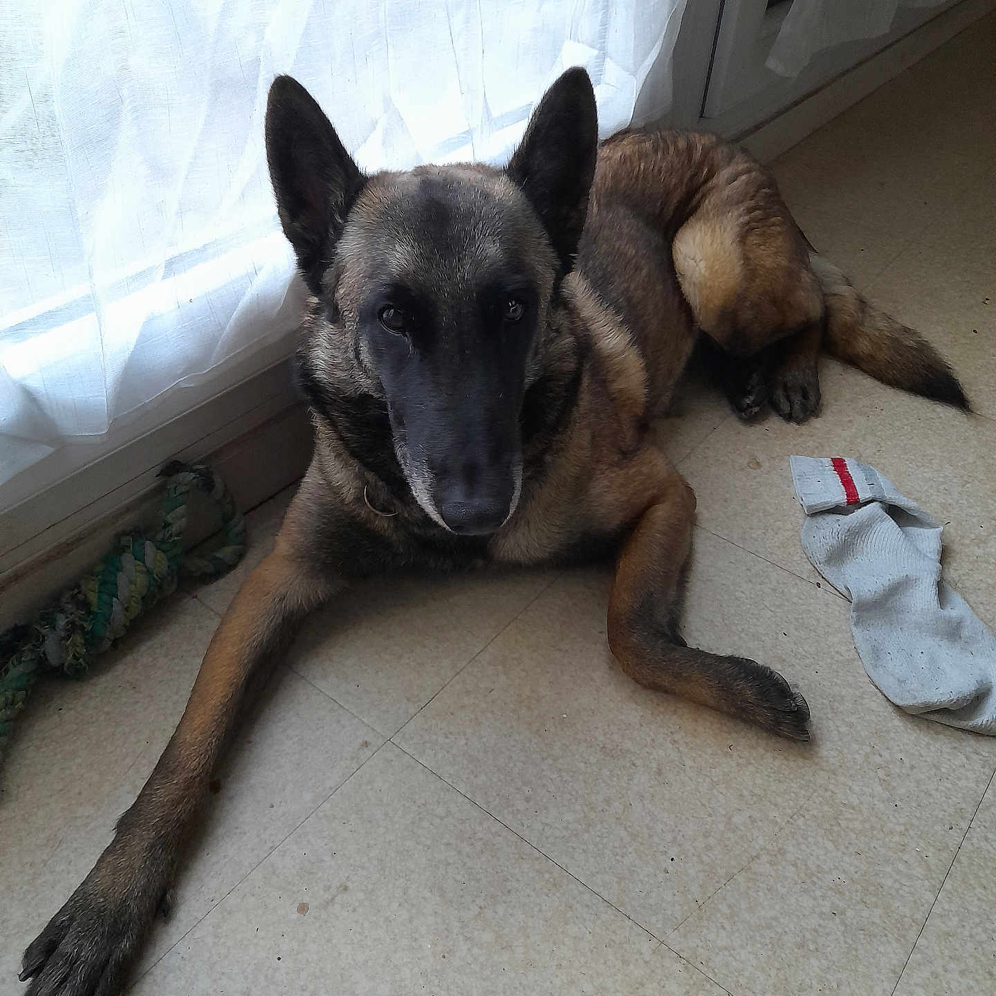 Lia participe au concours pour gagner de l'argent avec cette photo : dog, german_shepherd, pet, indoor, floor, sock, toy, curtain, window, natural_light, relaxed, animal, canine, laying_down, fur, ears, tail, quiet, home, domestic