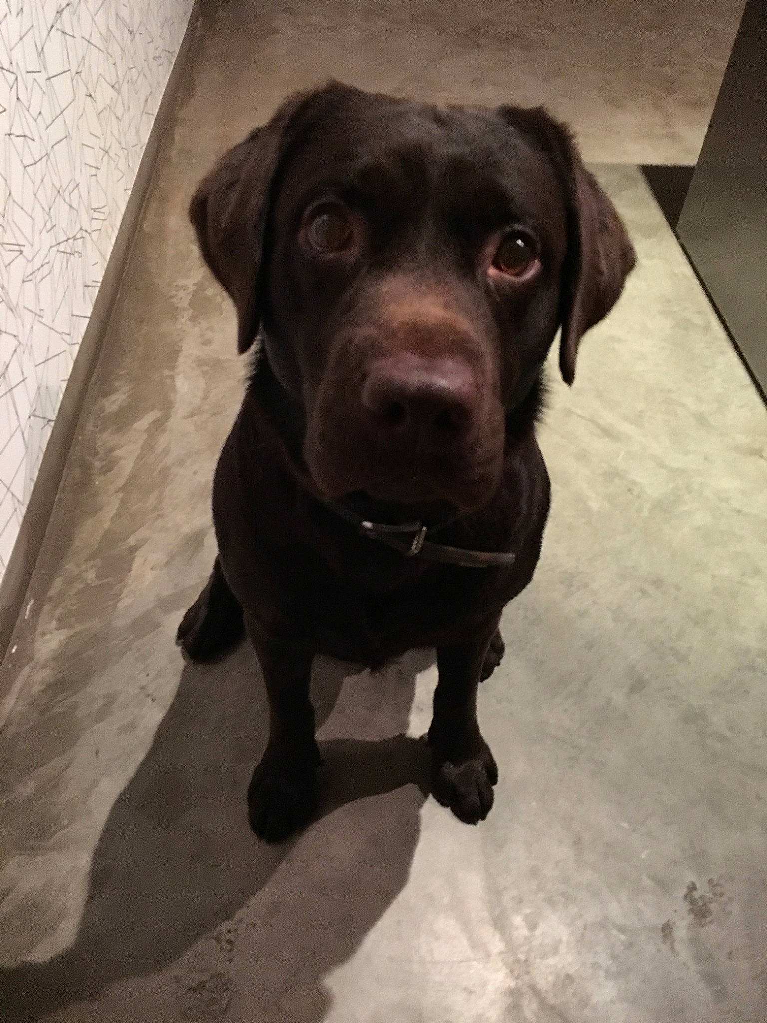 Jeep participe au concours pour gagner de l'argent avec cette photo : beagador, borador, canidae, carnivore, companion_dog, dog, dog_breed, fawn, hunting_dog, labrador_retriever, mammal, patterdale_terrier, pointing_breed, puppy, retriever, snout, sporting_group