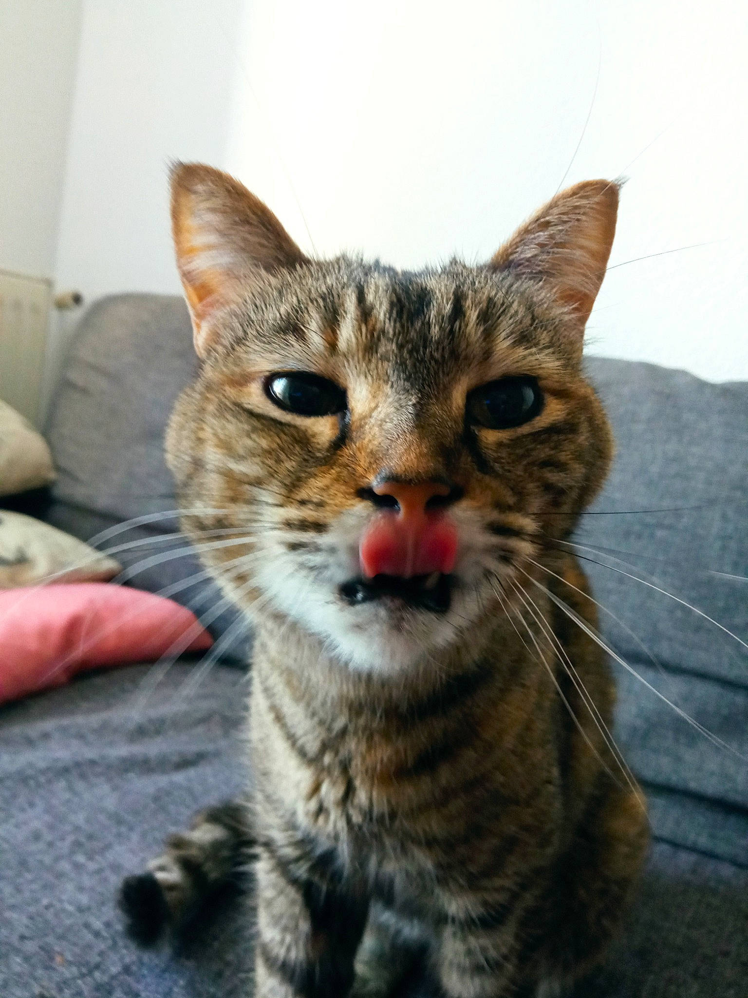 Minette
