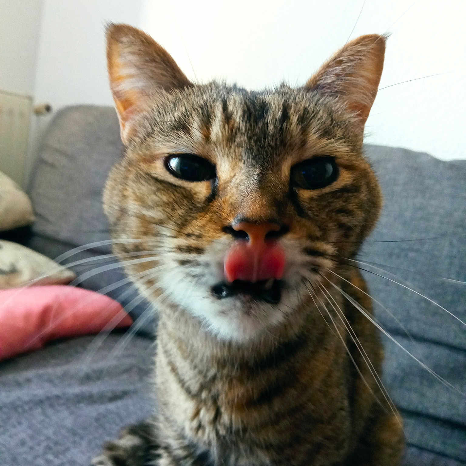 Minette