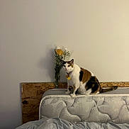 Hazel is registered to the contest to win money with this photo: cat, calico_cat, pet, mattress, bed, headboard, bouquet, flowers, wall, indoor, collar, tag, sitting, curious, ears, whiskers, furniture, bedroom, blanket, paws