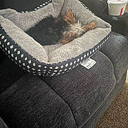 Rascal is registered to the contest to win money with this photo: black, brown, carpet, comfortable, couch, cozy, cup_holder, dog, drink_cup, fur, furniture, home, indoor, pet_bed, relaxing, resting, sleeping, soft, straw, texture