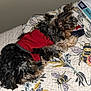 Rascal is registered to the contest to win money with this photo: animal, bed, blanket, colorful, cozy, curly_fur, cute, dog, floral_pattern, home, indoor, lying_down, paper, pet, quilt, red_sweater, relaxing, resting, small_dog, toy