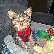 Rascal joined the competition — help win amazing prizes! dog, small_dog, pet_bed, toy, plush_toy, red_harness, indoor, curious, fluffy, ears_up, cozy, furniture, couch, canine, domestic_animal, brown_fur, black_fur, pet, companion_animal, animal