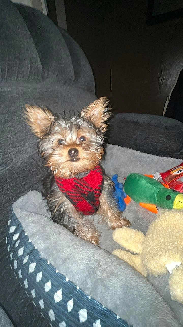 Rascal joined the competition — help win amazing prizes! dog, small_dog, pet_bed, toy, plush_toy, red_harness, indoor, curious, fluffy, ears_up, cozy, furniture, couch, canine, domestic_animal, brown_fur, black_fur, pet, companion_animal, animal