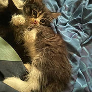 Trixie is registered to the contest to win money with this photo: kitten, cat, fur, bed, blanket, blue, cozy, cute, pet, sleepy, animal, whiskers, paw, indoor, resting, tabby, young, feline, soft, snuggled