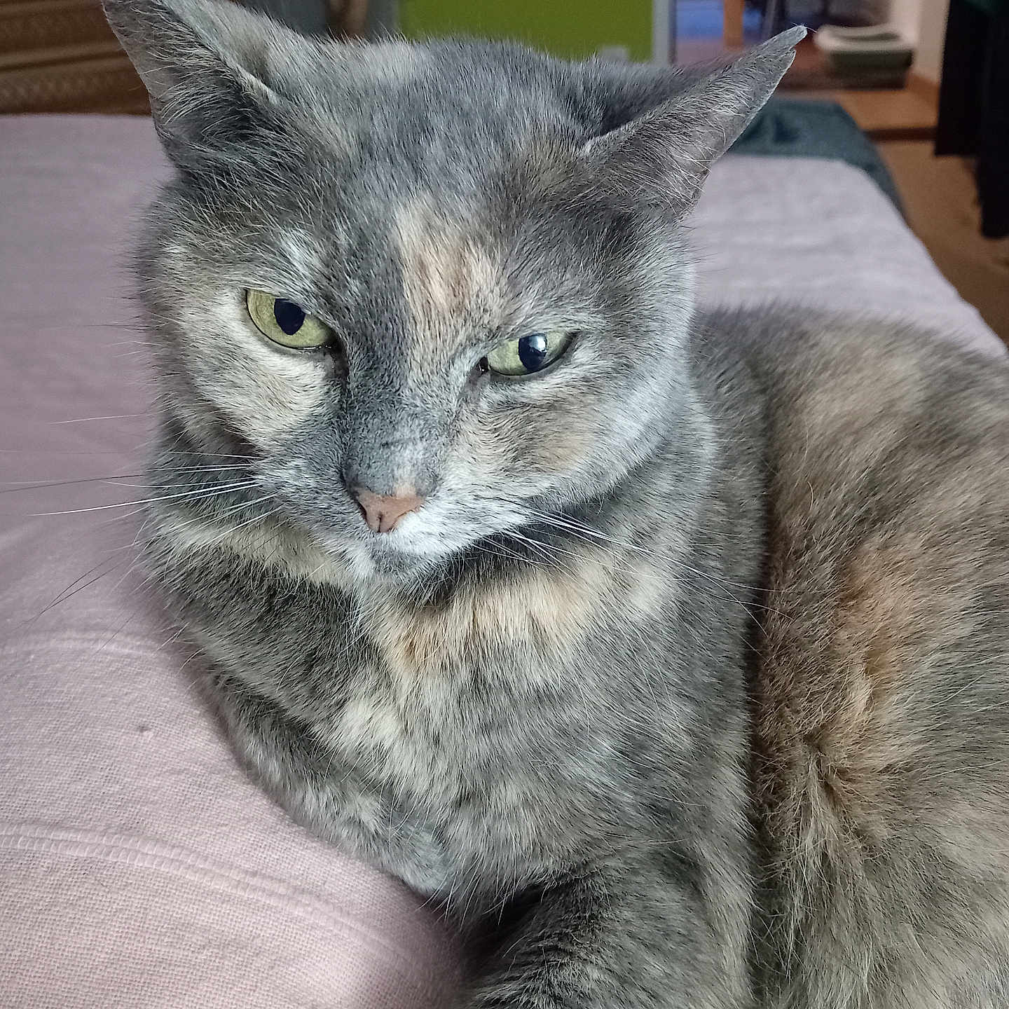 Pomponette