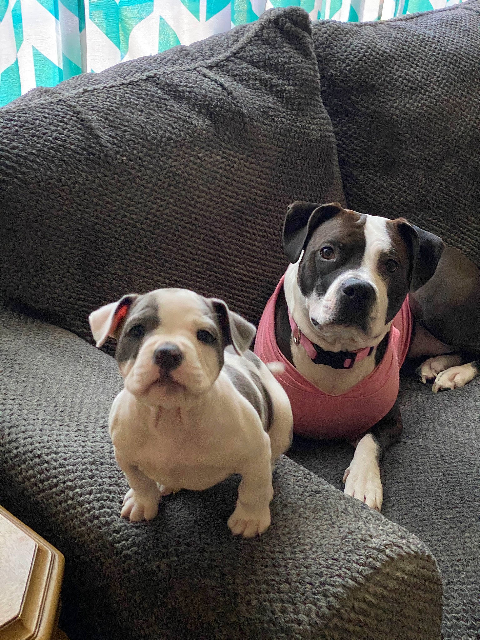 Zena joined the competition — help win amazing prizes! australian_bulldog, bulldog, canidae, carnivore, companion_dog, dog, dog_breed, dorset_olde_tyme_bulldogge, fawn, french_bulldog, mammal, non_sporting_group, puppy, puppy_love, rare_breed_dog, snout, toy_bulldog, valley_bulldog, vertebrate, white_english_bulldog