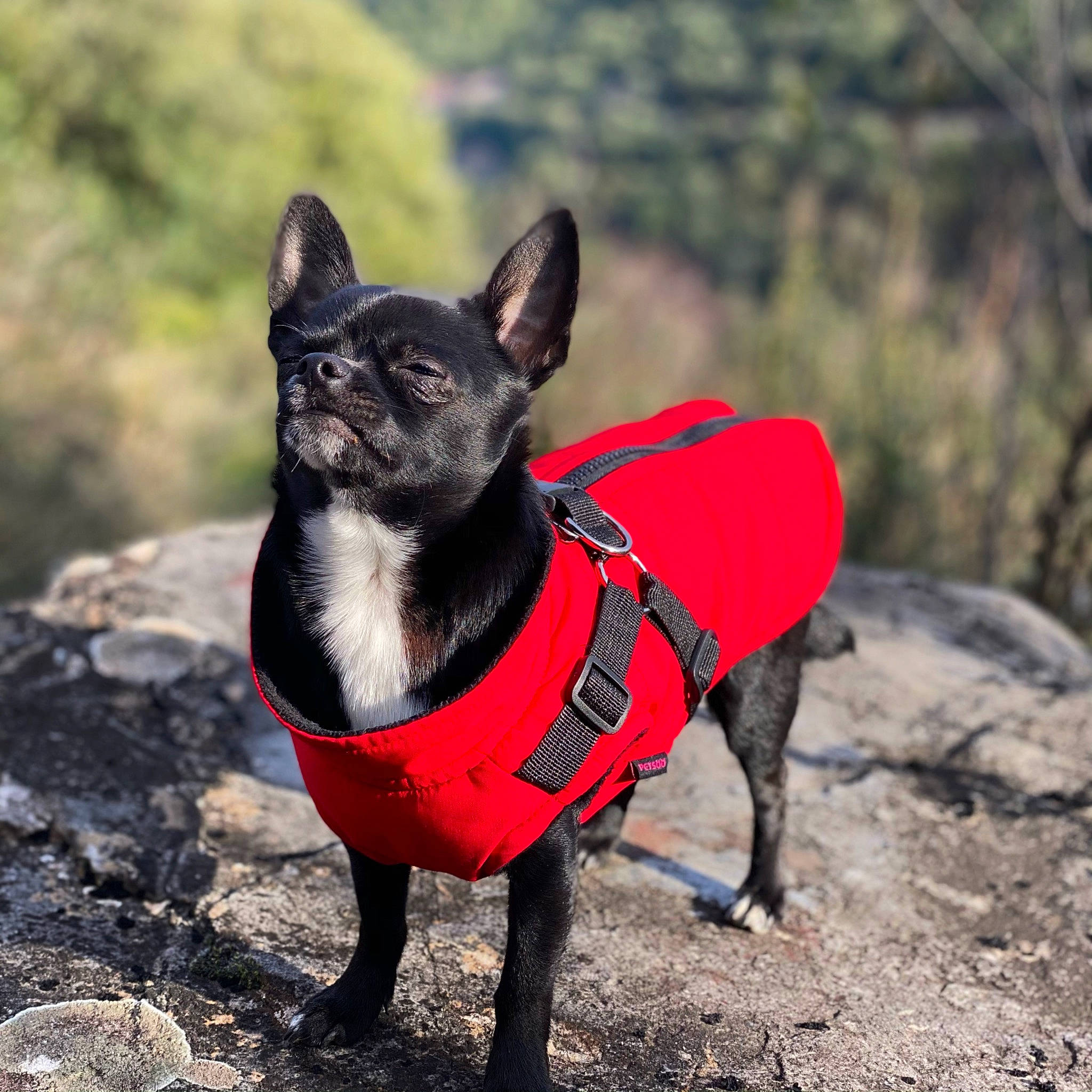 Pepito participe au concours pour gagner de l'argent avec cette photo : canidae, carmine, carnivore, collar, companion_dog, dog, dog_breed, dog_clothes, dog_collar, dog_supply, fashion_accessory, fawn, felidae, leash, snout, sporting_group, tail, terrestrial_animal, whiskers, working_animal