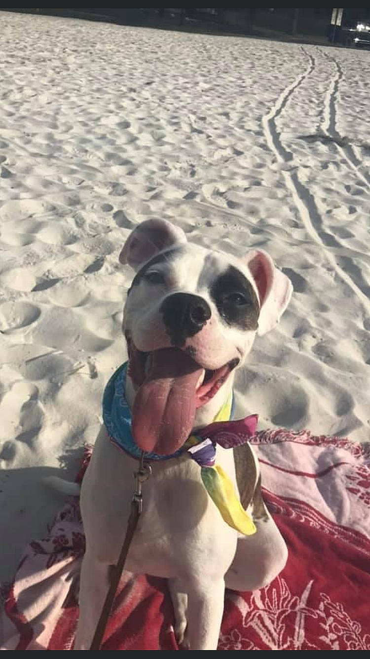 Milo joined the competition — help win amazing prizes! ball, beach, canidae, carnivore, collar, companion_dog, dog, dog_breed, dog_collar, dog_supply, fawn, fun, light, pet_supply, smile, snout, sporting_group, sports_equipment, white, working_animal