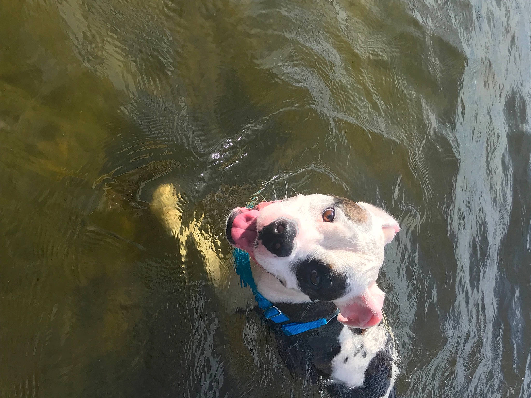 Milo joined the competition — help win amazing prizes! ball, canidae, carmine, carnivore, companion_dog, dog, dog_breed, fawn, fluid, fun, lake, leisure, liquid, personal_protective_equipment, recreation, snout, sporting_group, vertebrate, water, whiskers