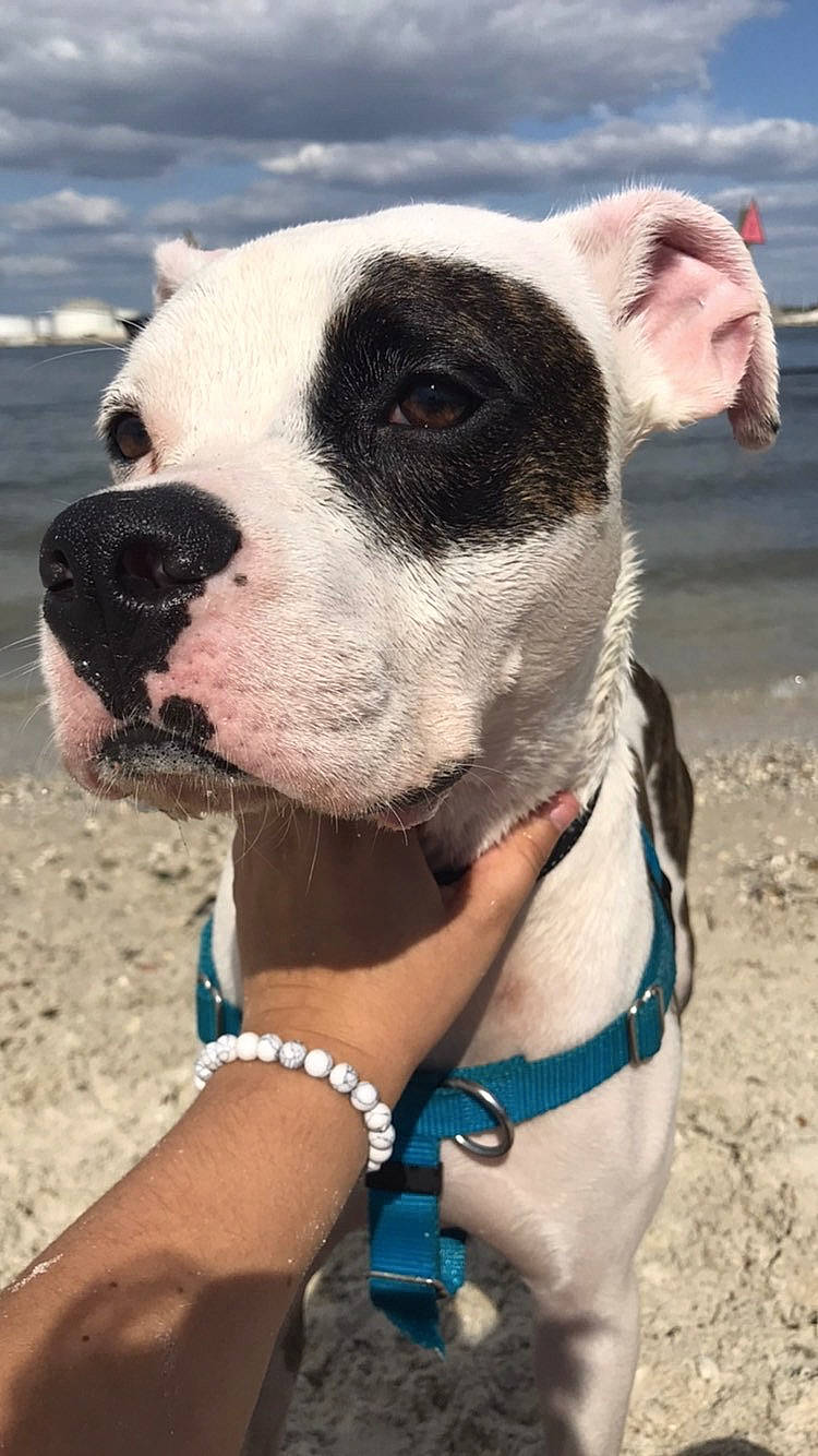 Milo joined the competition — help win amazing prizes! beach, blue, carnivore, collar, companion_dog, dog, dog_breed, dog_collar, dog_supply, electric_blue, fawn, leash, non_sporting_group, pet_supply, snout, sporting_group, terrestrial_animal, water, working_animal, working_dog