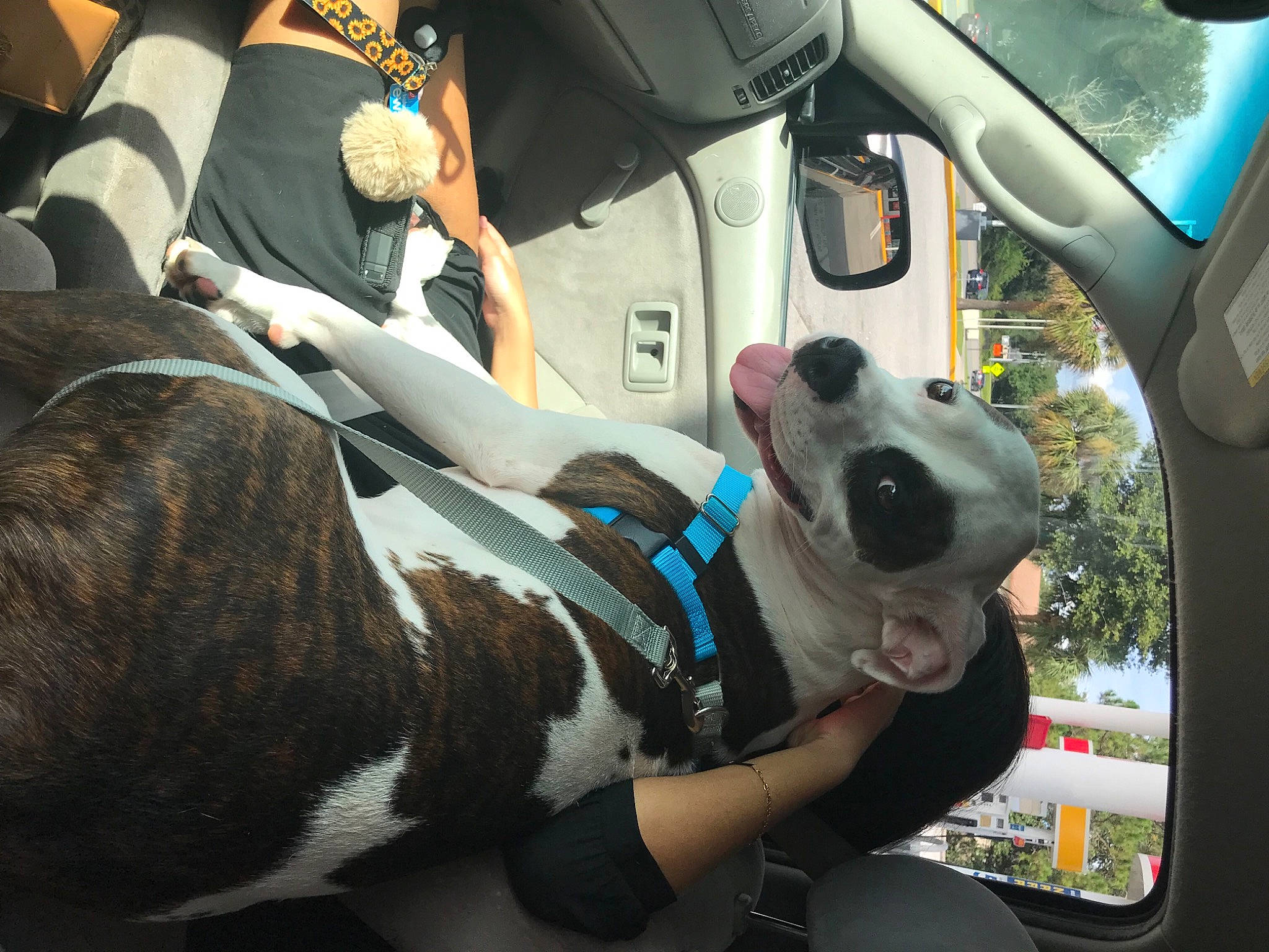 Milo joined the competition — help win amazing prizes! auto_part, automotive_design, automotive_exterior, automotive_lighting, automotive_mirror, car, car_seat, car_seat_cover, carnivore, companion_dog, dog, dog_breed, fawn, motor_vehicle, plant, rear_view_mirror, seat_belt, steering_wheel, vehicle, vehicle_door