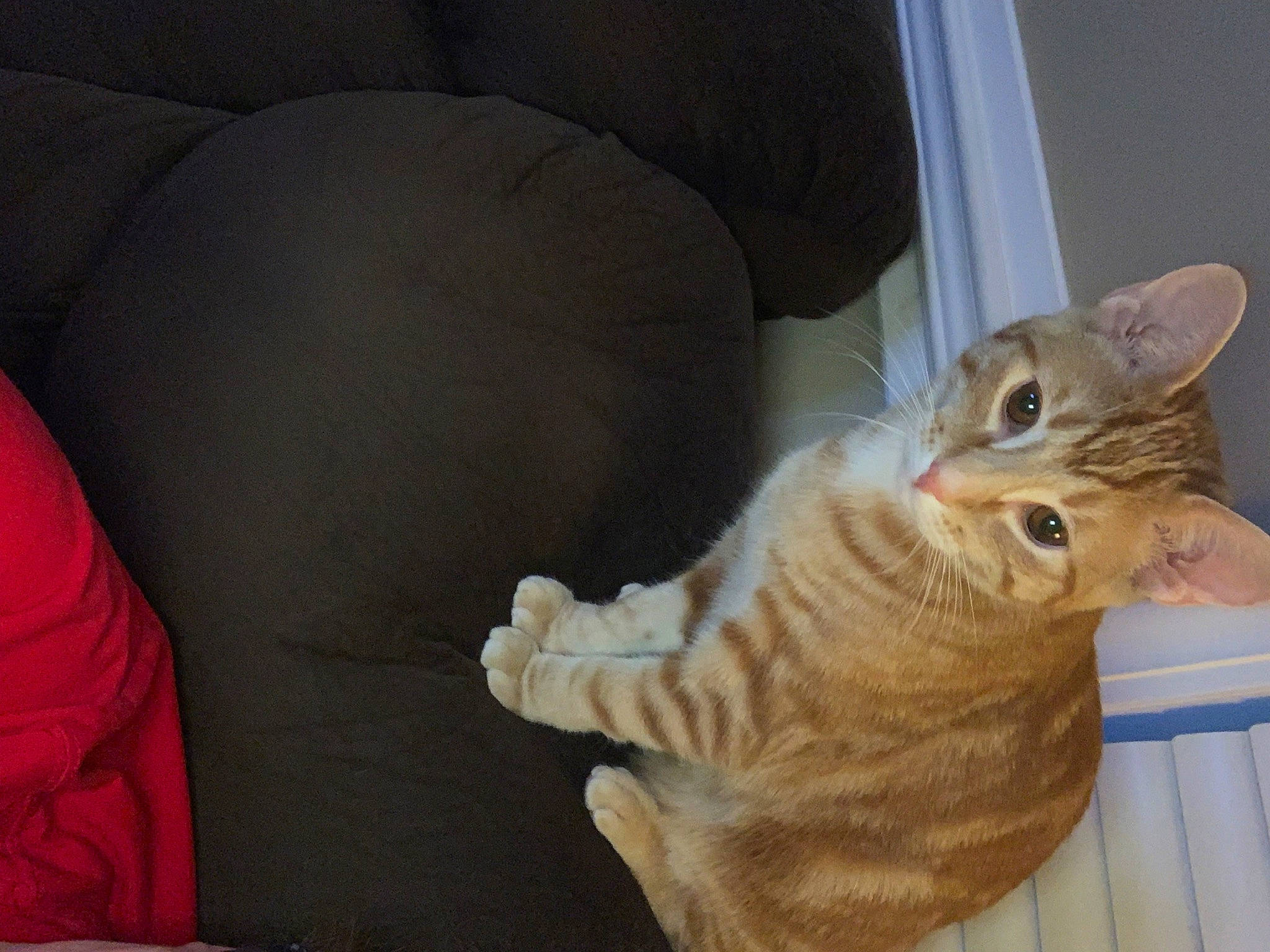 Frank is registered to the contest to win money with this photo: carnivore, cat, claw, comfort, couch, domestic_short_haired_cat, fawn, felidae, fur, hardwood, paw, room, sitting, small_to_medium_sized_cats, snout, tail, whiskers, wood