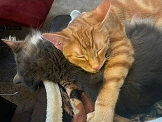 Frank is registered to the contest to win money with this photo: carnivore, cat, claw, comfort, domestic_short_haired_cat, event, fawn, felidae, fur, paw, small_to_medium_sized_cats, tail, whiskers