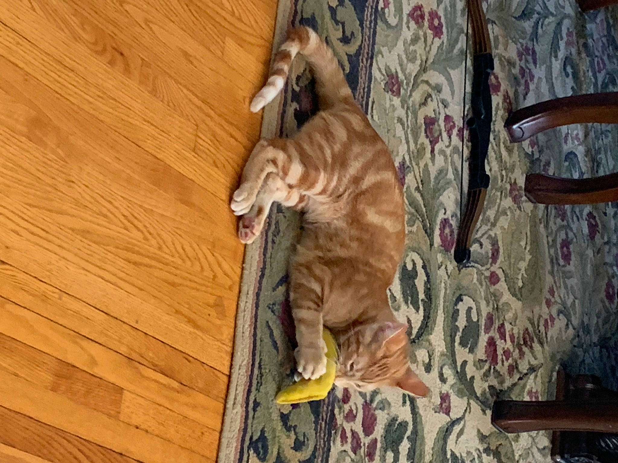 Frank is registered to the contest to win money with this photo: carnivore, cat, comfort, couch, dog_breed, dress, fawn, felidae, floor, flooring, hardwood, laminate_flooring, musical_instrument, plywood, small_to_medium_sized_cats, tail, toy, varnish, wood, wood_stain