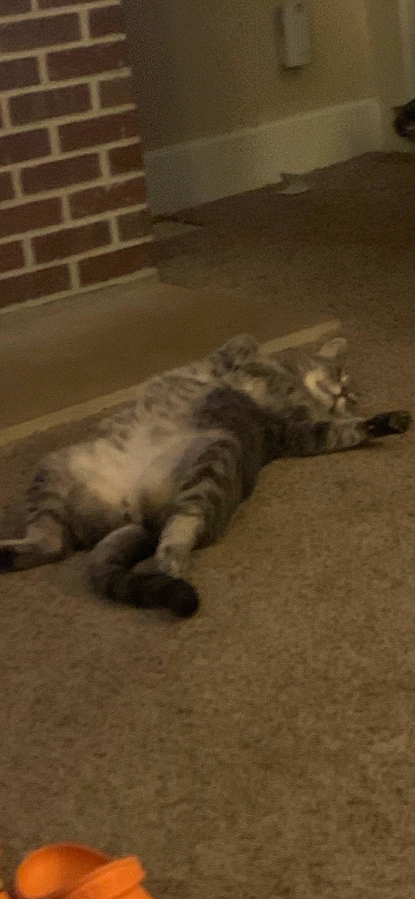 Earl joined the competition — help win amazing prizes! carnivore, cat, comfort, domestic_short_haired_cat, felidae, floor, flooring, fur, grey, hardwood, monochrome, paw, sand, shadow, small_to_medium_sized_cats, snout, tail, terrestrial_animal, whiskers, wood