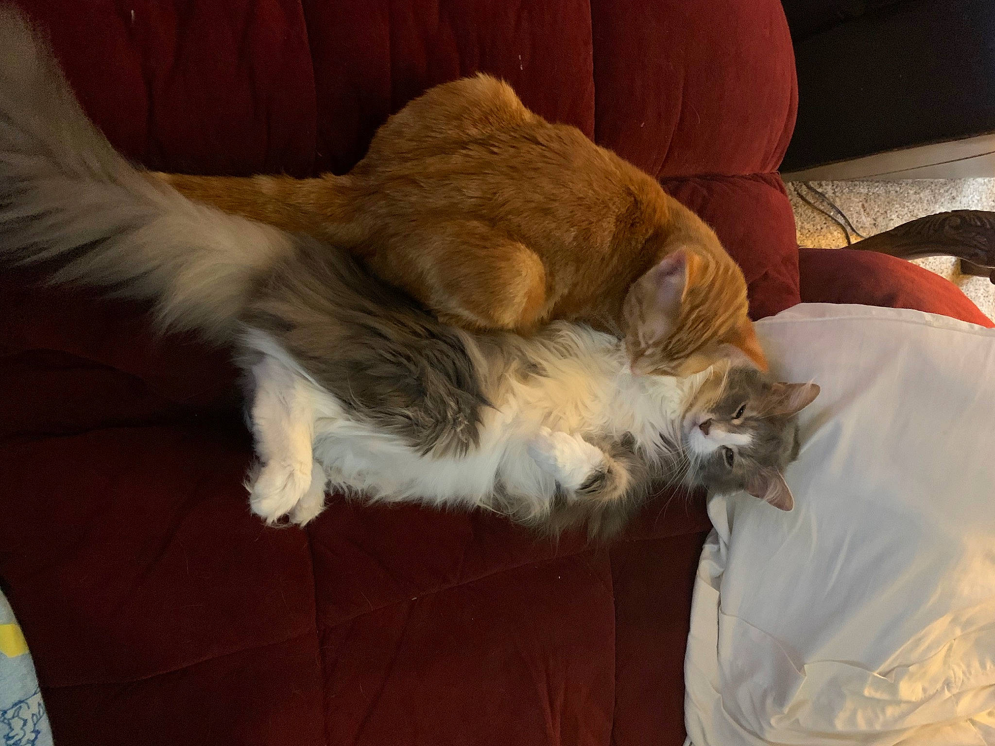 Leo joined the competition — help win amazing prizes! bed, canidae, carnivore, cat, claw, comfort, companion_dog, dog_breed, fawn, felidae, flooring, fur, hardwood, paw, small_to_medium_sized_cats, sporting_group, tail, vertebrate, whiskers, wood