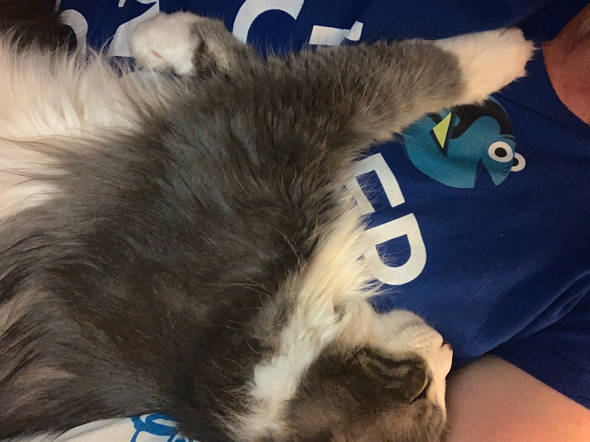 Leo joined the competition — help win amazing prizes! canidae, carnivore, cat, claw, comfort, companion_dog, dog_breed, electric_blue, felidae, fur, gesture, human_leg, lap, maine_coon, paw, small_to_medium_sized_cats, sportswear, tail, thigh, whiskers