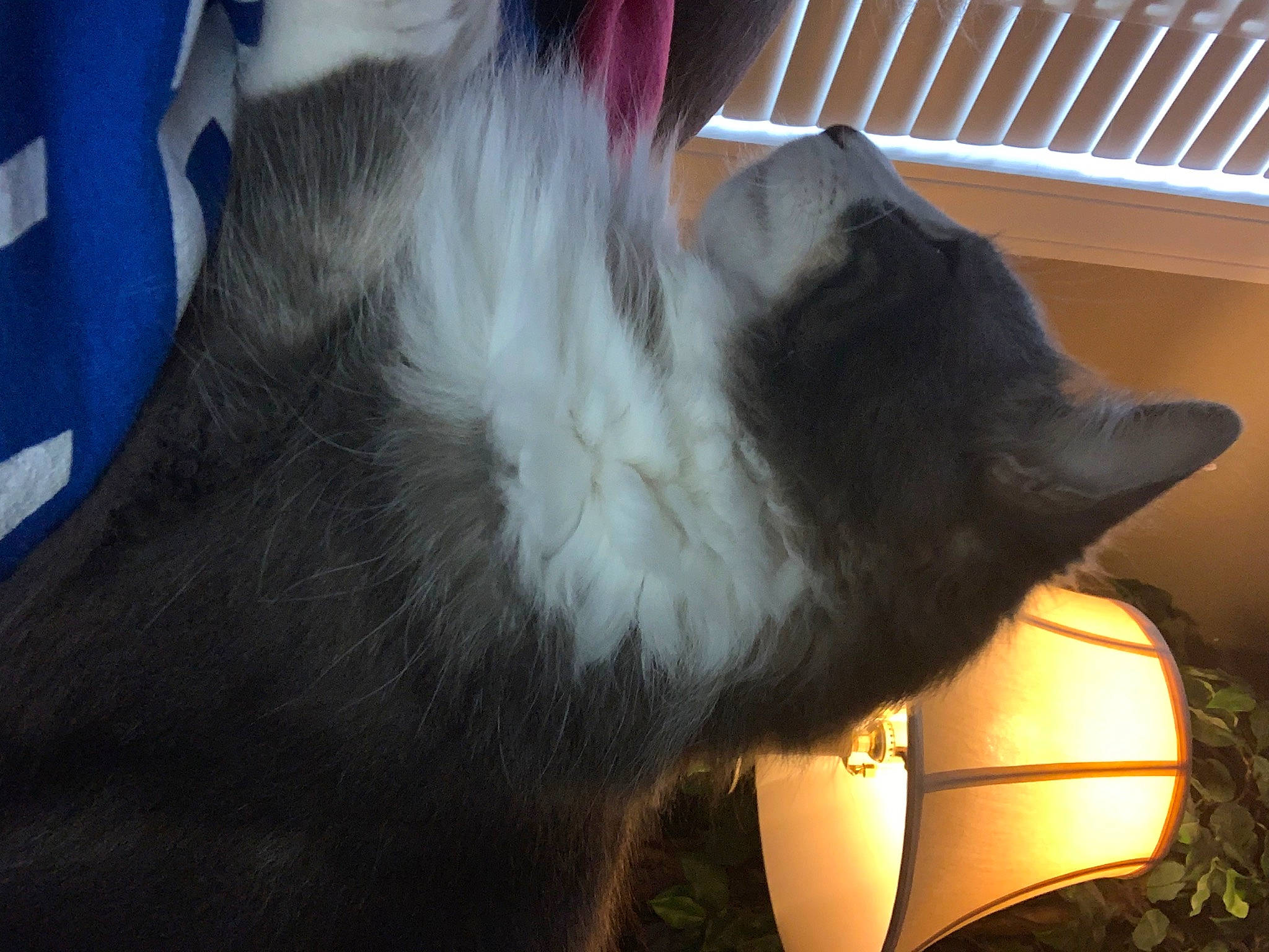 Leo joined the competition — help win amazing prizes! black_cat, canidae, carnivore, cat, cat_supply, claw, comfort, dog_breed, domestic_short_haired_cat, ear, felidae, fur, paw, plant, small_to_medium_sized_cats, snout, tail, whiskers