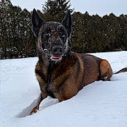 Sullivan joined the competition — help win amazing prizes! animal, background, canine, cold, daylight, dog, ears, forest, fur, lying_down, muzzle, nature, outdoor, pet, playful, snow, snowy, tongue, tree, winter