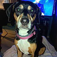 Belle a rejoint le concours — aidez-le/la à gagner de superbes lots ! dog, pet, indoor, blanket, collar, flash, television, furniture, animal, canine, brown, black, white, sitting, ears, eyes, face, floor, cozy, room