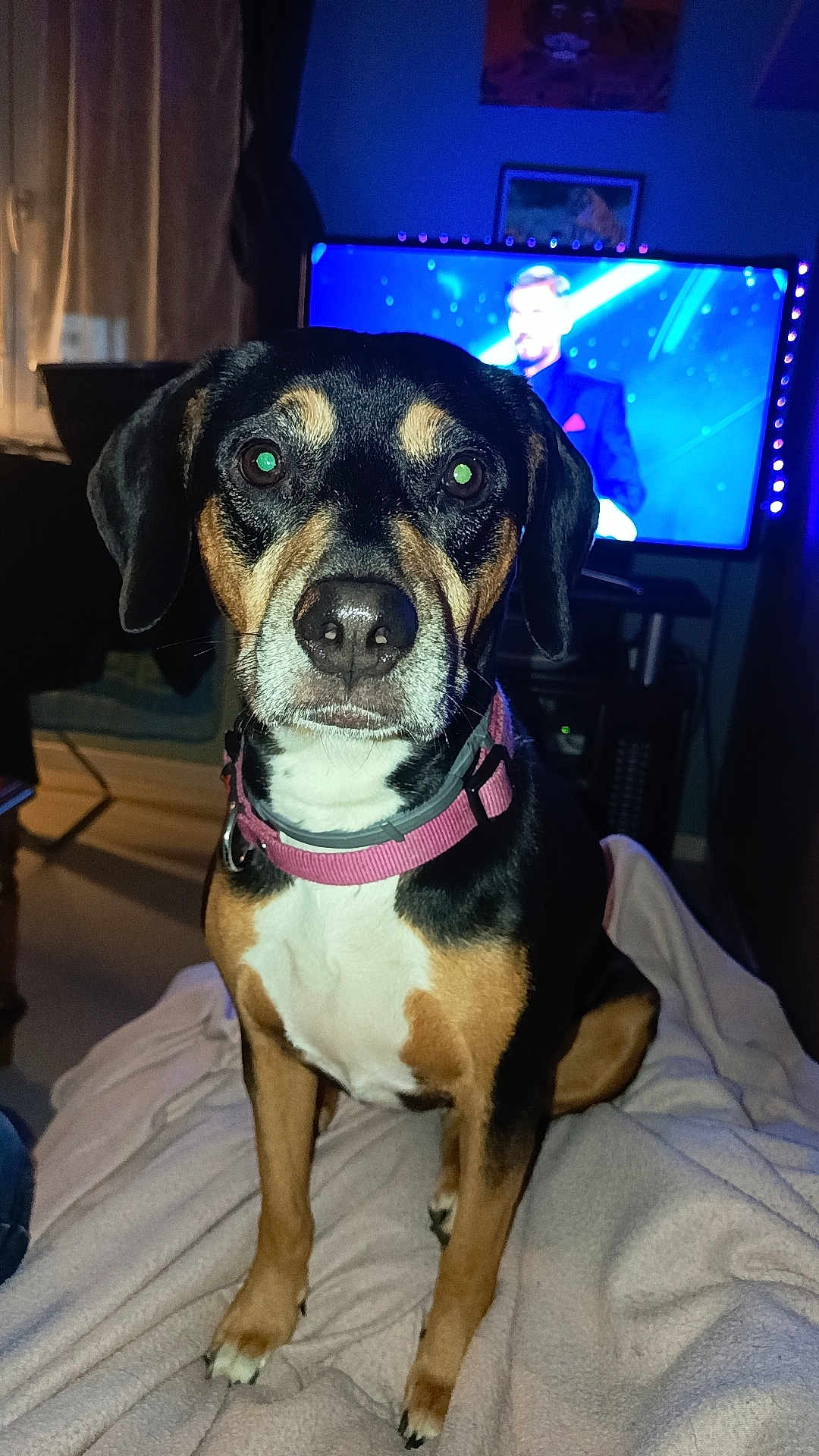 Belle a rejoint le concours — aidez-le/la à gagner de superbes lots ! dog, pet, indoor, blanket, collar, flash, television, furniture, animal, canine, brown, black, white, sitting, ears, eyes, face, floor, cozy, room