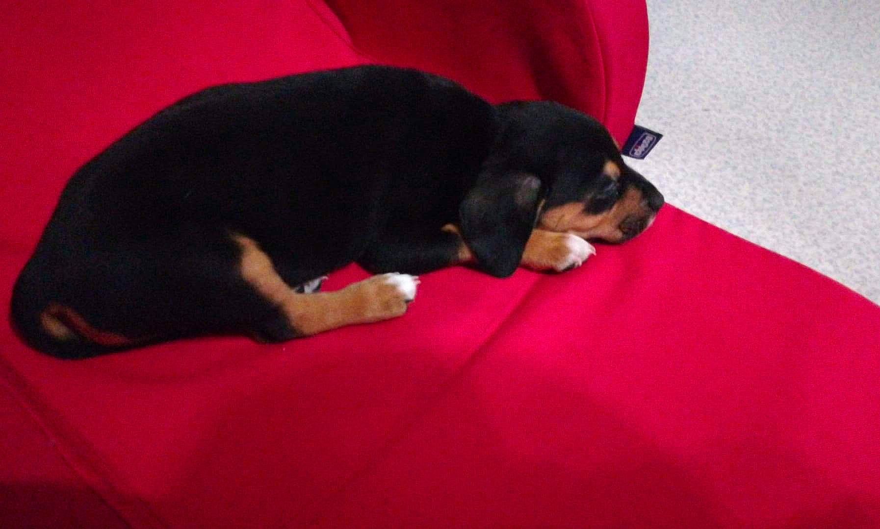 Belle participe au concours pour gagner de l'argent avec cette photo : beagador, canidae, carnivore, companion_dog, dog, dog_breed, hellenikos_ichnilatis, mammal, pink, puppy, smaland_hound, transylvanian_hound, vertebrate