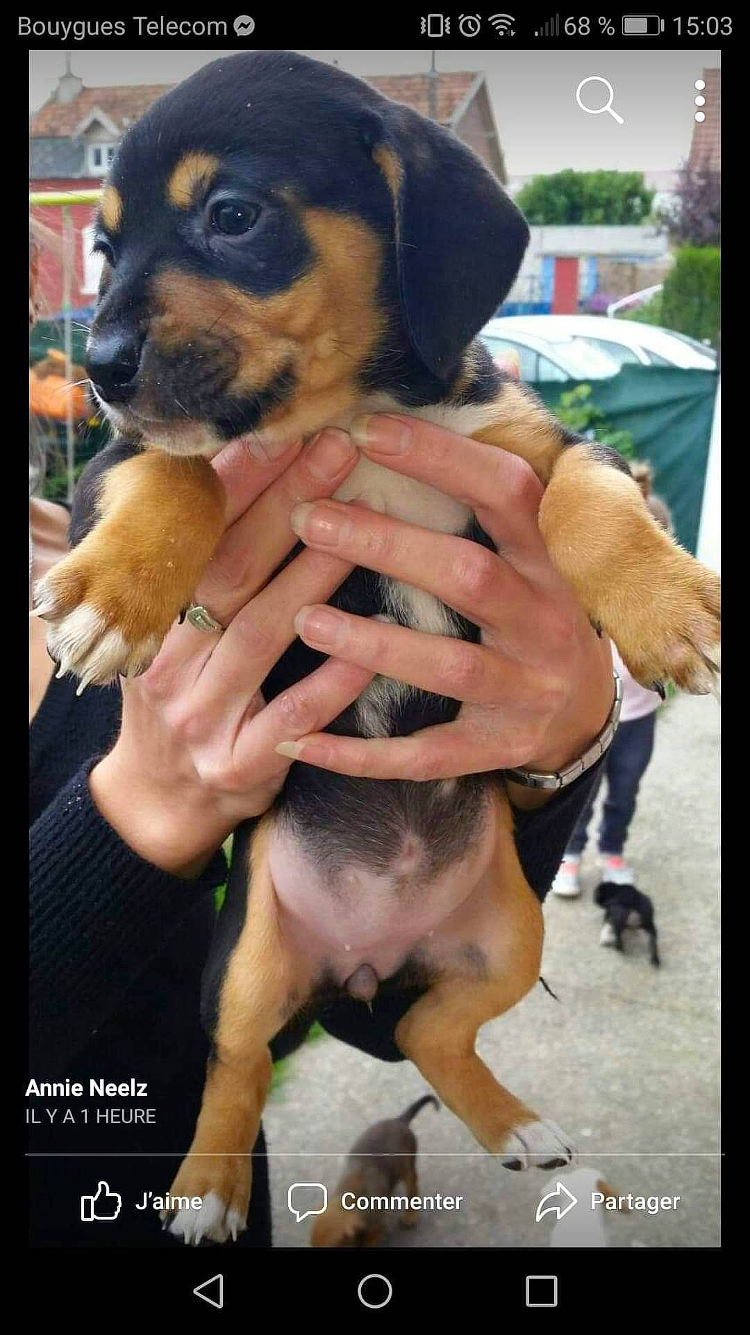 Belle a rejoint le concours — aidez-le/la à gagner de superbes lots ! canidae, carlin_pinscher, carnivore, dog, dog_breed, fawn, mammal, photo_caption, puppy, puppy_love, rare_breed_dog, rottweiler, sporting_group, vertebrate