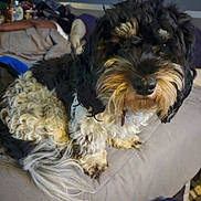 Brubru is registered to the contest to win money with this photo: dog, bed, curly_fur, black_and_white, pet, indoors, blanket, person, resting, cozy, fur, tail, nose, paw, living_space, relaxed, home, sleeping, animal, furniture