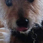 Lil Bruce joined the competition — help win amazing prizes! dog, close_up, fur, pet, animal, curly_fur, cute, indoor, collar, black_nose, eyes, tongue, muzzle, whiskers, furry, companion, domestic_animal, blurred, portrait, face
