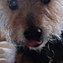 dog, close_up, fur, pet, animal, curly_fur, cute, indoor, collar, black_nose, eyes, tongue, muzzle, whiskers, furry, companion, domestic_animal, blurred, portrait, face