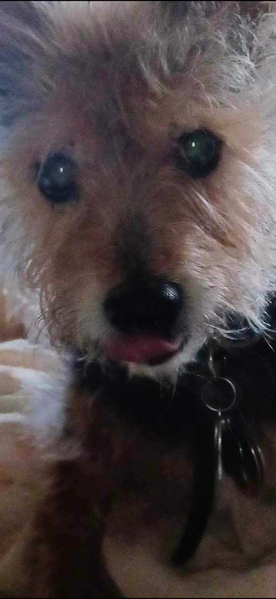 Lil Bruce joined the competition — help win amazing prizes! dog, close_up, fur, pet, animal, curly_fur, cute, indoor, collar, black_nose, eyes, tongue, muzzle, whiskers, furry, companion, domestic_animal, blurred, portrait, face