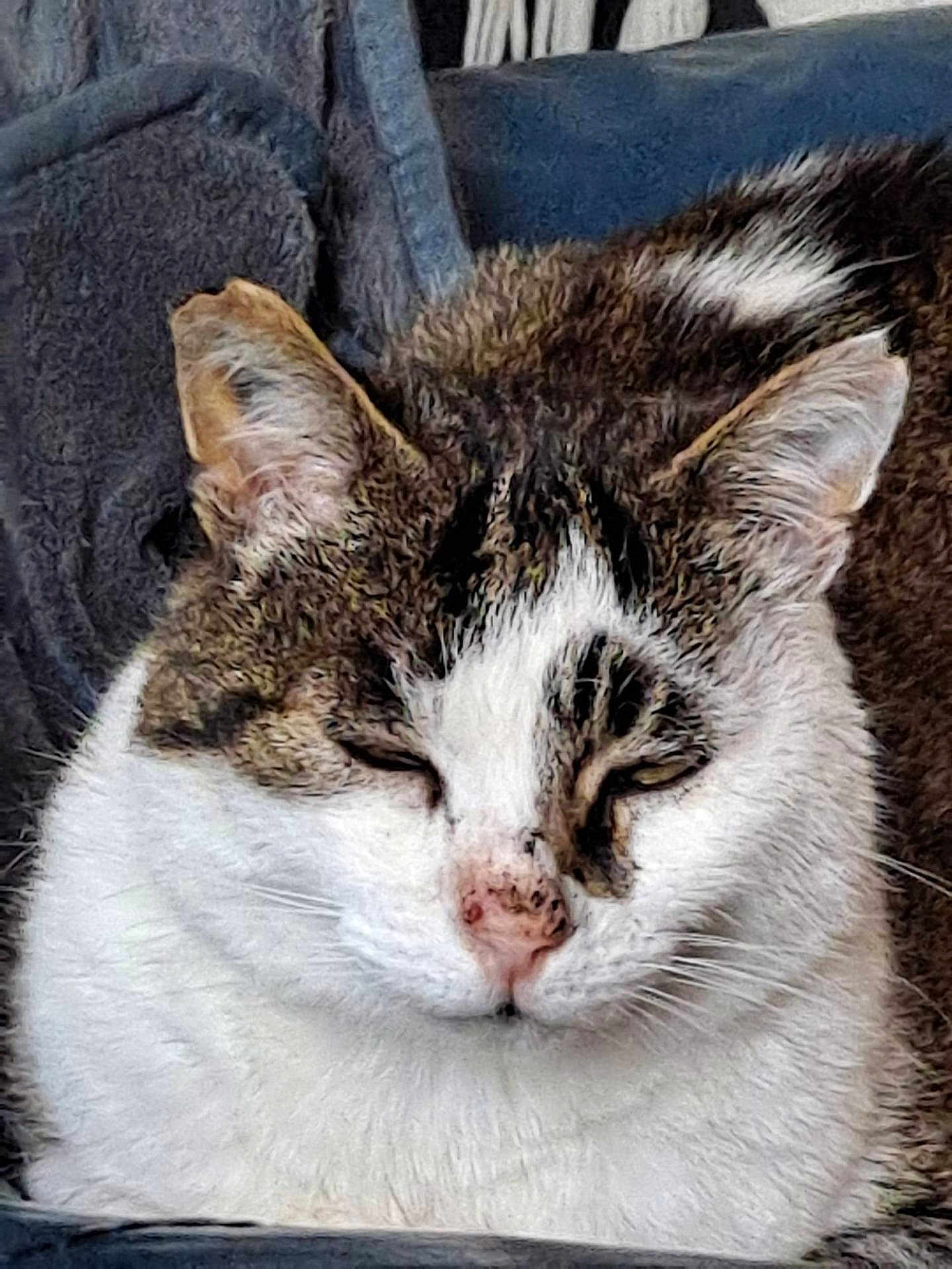 Pirate a rejoint le concours — aidez-le/la à gagner de superbes lots ! cat, tabby_cat, white_fur, close_up, sleepy, resting, pet, animal, whiskers, ears, face, nose, feline, fur_texture, indoor, cozy, relaxed, mammal, cute, portrait