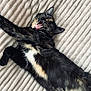 cat, tortoiseshell_cat, yawning, tongue, fur, whiskers, ear, paw, stretching, blanket, texture, cozy, indoor, pet, feline, relaxed, sleepy, portrait, bed, adorable
