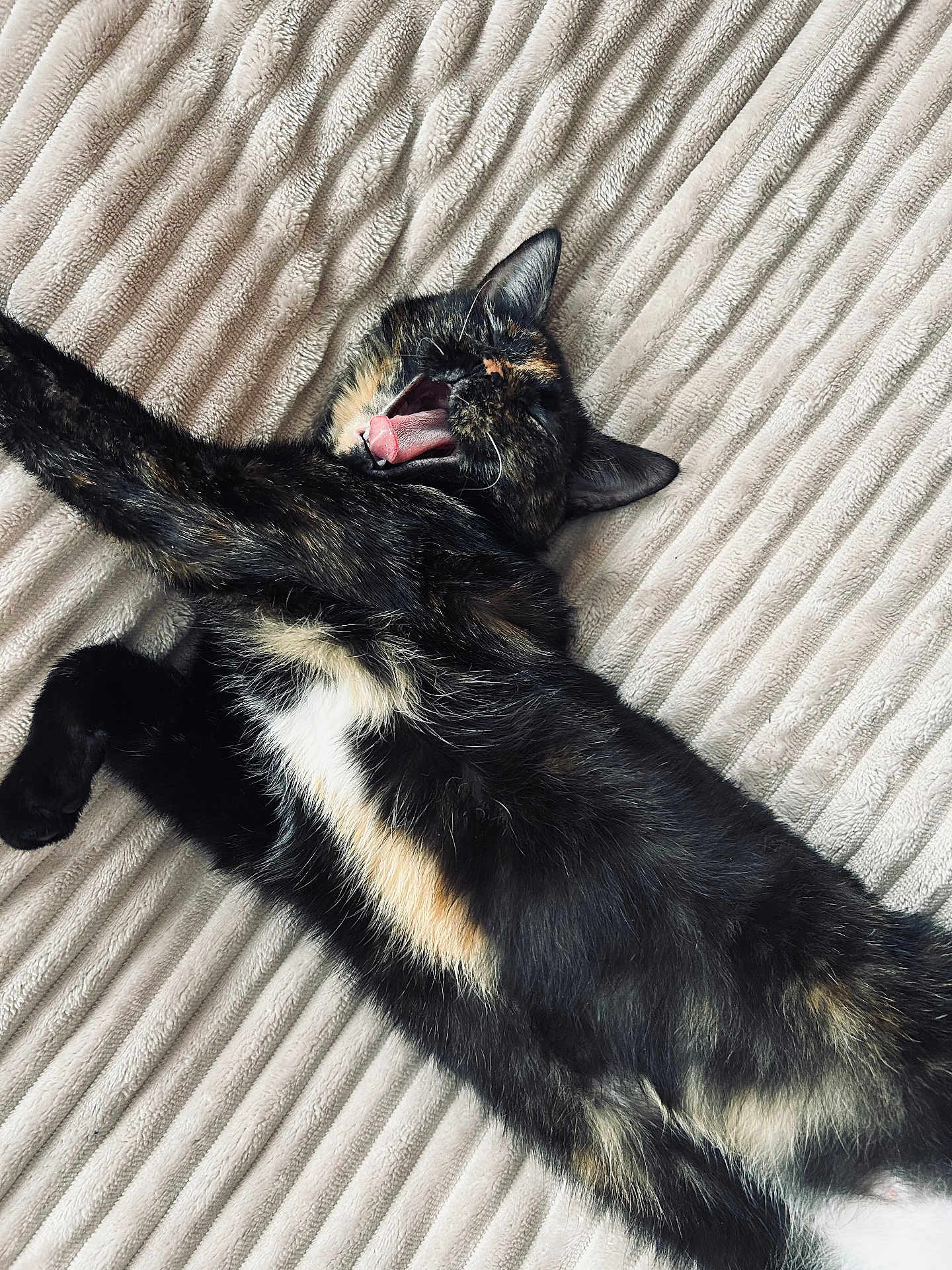 Anasky participe au concours pour gagner de l'argent avec cette photo : cat, tortoiseshell_cat, yawning, tongue, fur, whiskers, ear, paw, stretching, blanket, texture, cozy, indoor, pet, feline, relaxed, sleepy, portrait, bed, adorable