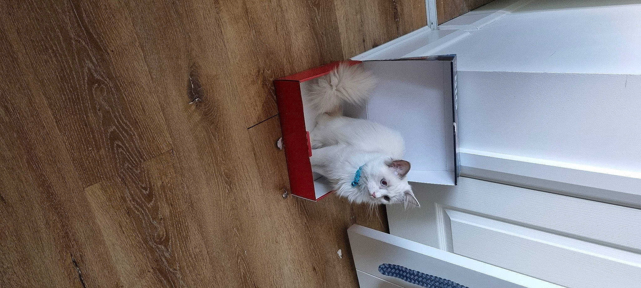 Ciri is registered to the contest to win money with this photo: box, canidae, carnivore, cat, companion_dog, domestic_short_haired_cat, fawn, felidae, flooring, fur, hardwood, pet_supply, plywood, refrigerator, room, small_to_medium_sized_cats, sporting_group, tail, whiskers, wood