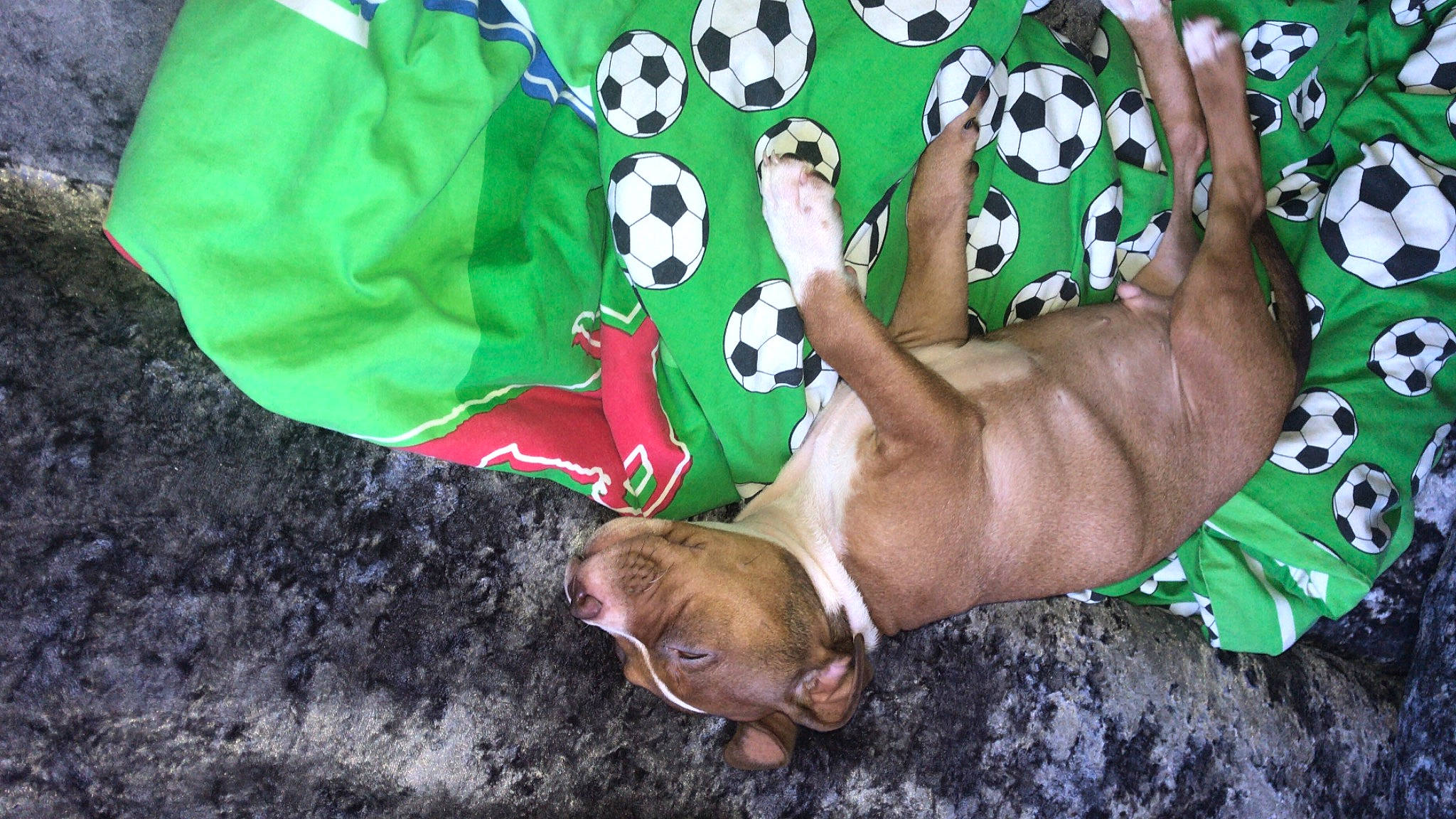 Bully is registered to the contest to win money with this photo: adventure, barefoot, fawn, finger, foot, fun, gesture, grass, green, happy, human_leg, leisure, mammal, nail, organism, people_in_nature, recreation, soil, thigh, vertebrate