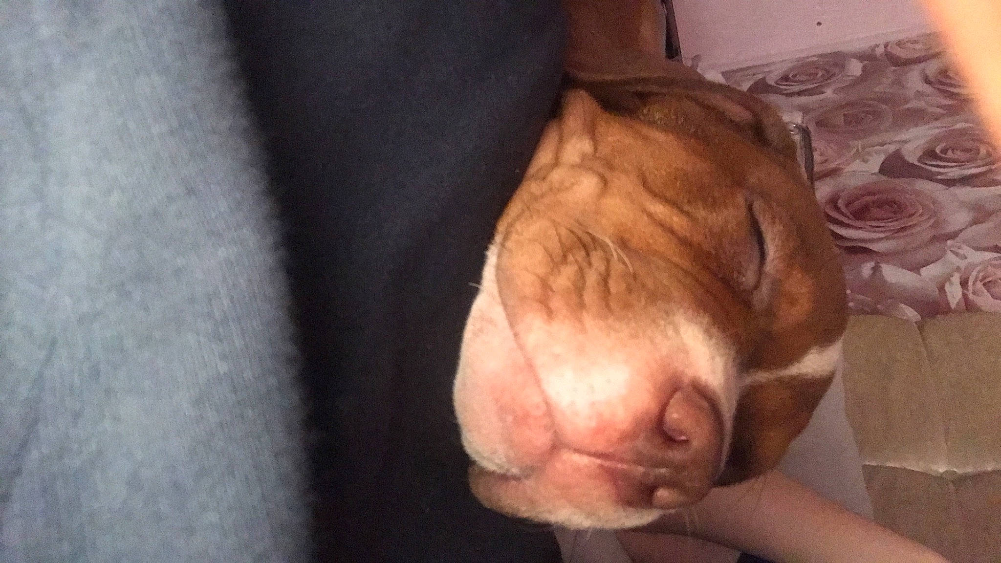 Bully joined the competition — help win amazing prizes! beard, carnivore, comfort, dog_breed, ear, eye, fawn, felidae, gesture, head, human_body, human_leg, jaw, plant, small_to_medium_sized_cats, snout, sporting_group, whiskers, window, wood